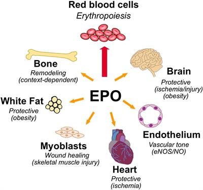 Frontiers The Many Facets of Erythropoietin Physiologic and